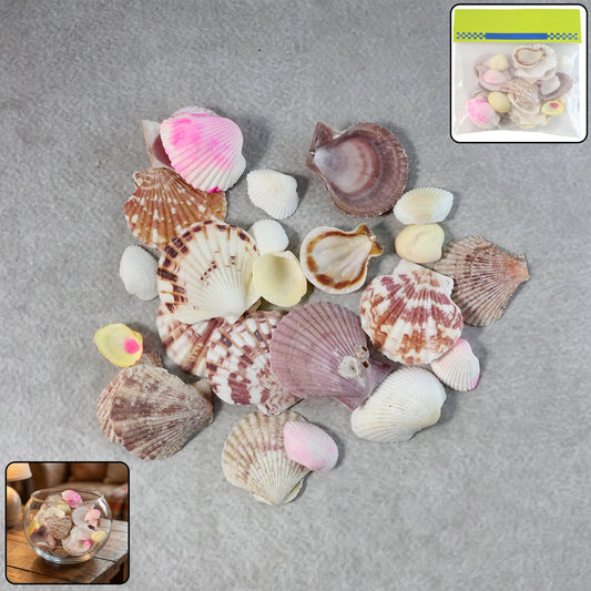 Decorative Seashell Set
